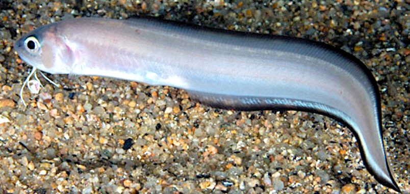 Ophidion barbatum_07.jpg